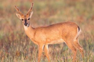 Pampas deer Pampas deer